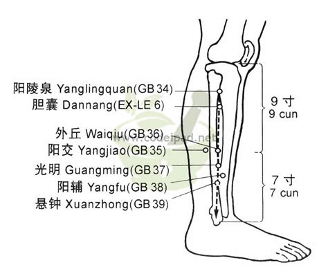 陽泉穴|陽陵泉穴 